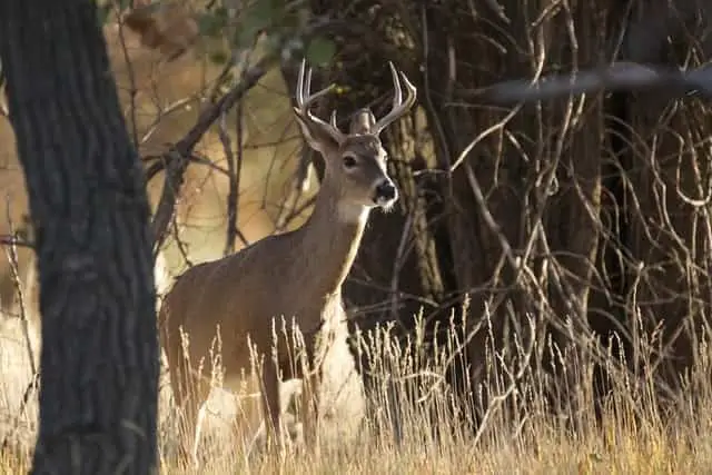 Why Is Deer Hunting Season So Short