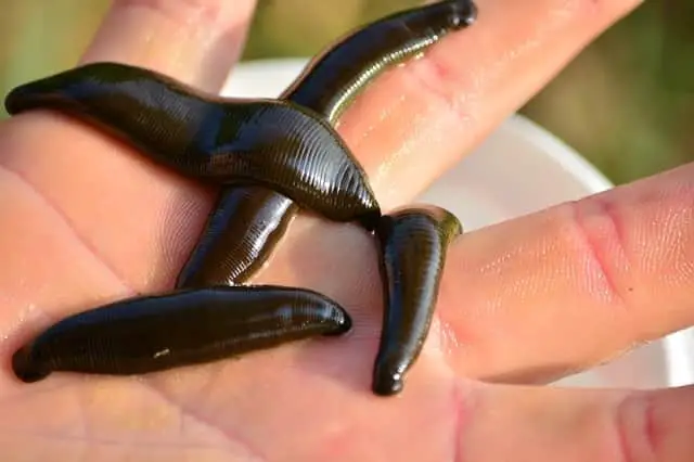 Can You Eat Leeches? Is It Safe? Raw Or Cooked?