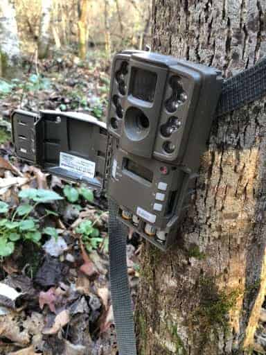 Do Game Cameras Make Noise? And Do They Spook Deer?