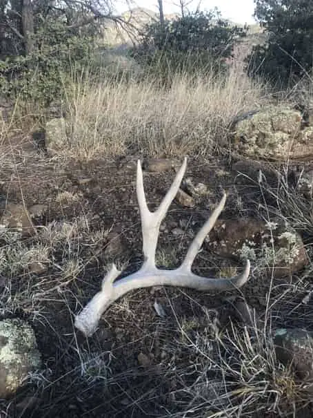 Shed Hunting in Arizona - What To Know & Tips!