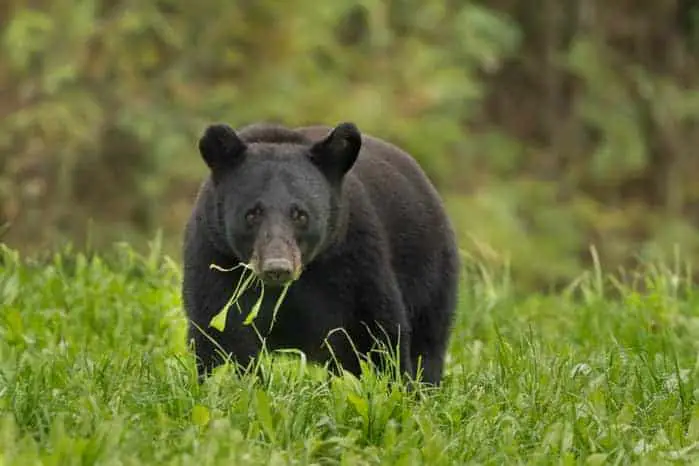 Can Bears Smell Thermacell? Here's What You Should Know