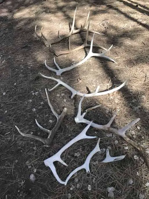 How Much Are Shed Antlers Worth? How to Price Your Finds!
