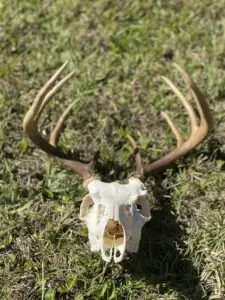 Cleaned Deer Skull