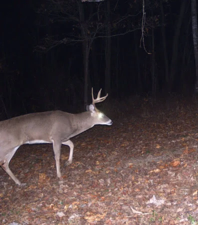 Deer caught on trail cam.