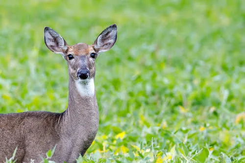 Do Whitetail Deer Eat Alfalfa Hay? You May Be Surprised!