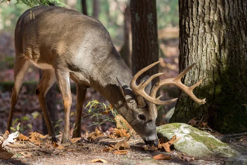 Do Whitetail Deer Like Peanut Butter? Know This Before Trying!