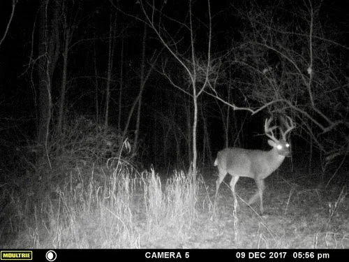 Buck at night on trail camera.