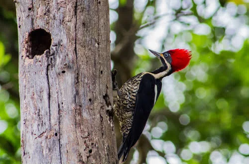 5 Ways To Keep Woodpeckers Away From Your Log Home