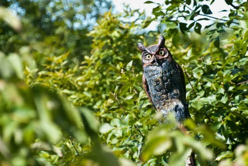 Fake Owl Decoy Used As Woodpecker Deterrent