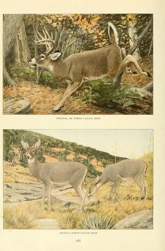 Whitetail Deer vs Coues Deer (Also Known as Arizona Whitetail Deer)