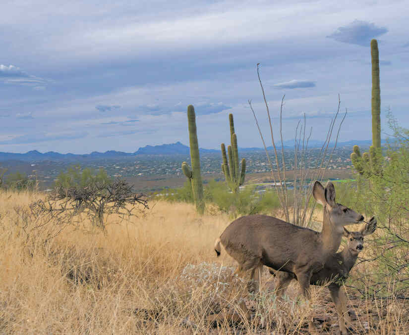 Coues Deer vs Whitetail Deer: Differences & Comparison
