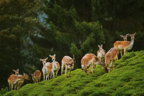 Herd of Axis deer