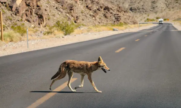 Coyote Crossing Road