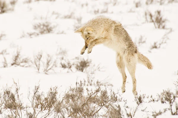 Coyote jumping