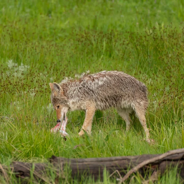 Coyote eating meat