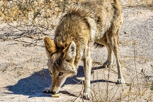 Coyote sniffing food