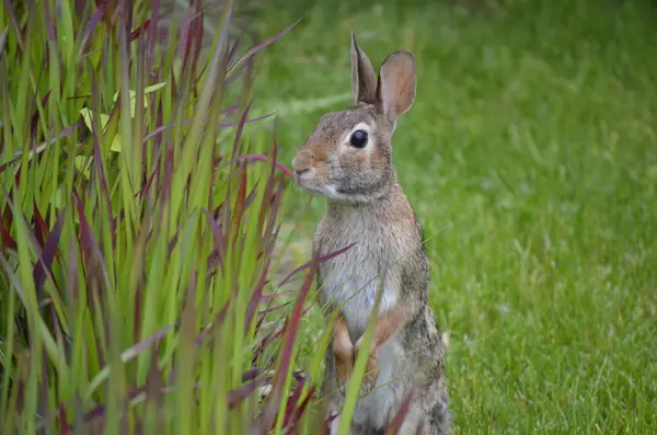 Rabbit Sniffing In Yard 