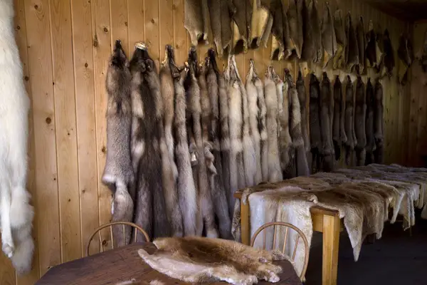 Things To Do With A Coyote Pelt