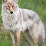 Are-White-Coyotes-Rare