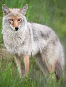 Are-White-Coyotes-Rare