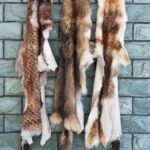 How Much Do Coyote Pelts Sell For