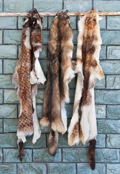 How Much Do Coyote Pelts Sell For