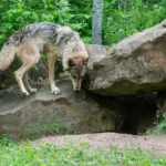 How To Find A Coyote Den