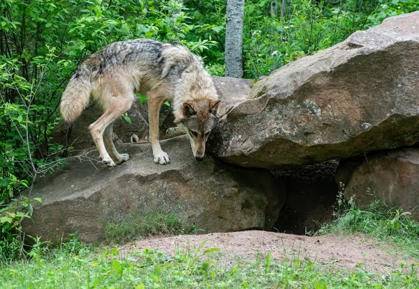 How To Find A Coyote Den