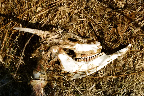 Old Deer Skull Found In The Woods