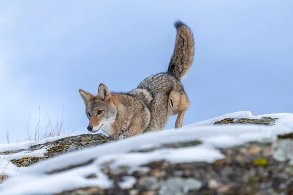 How to Preserve a Coyote Tail