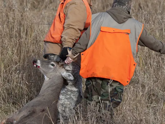 Hunters drag out a deer for processing