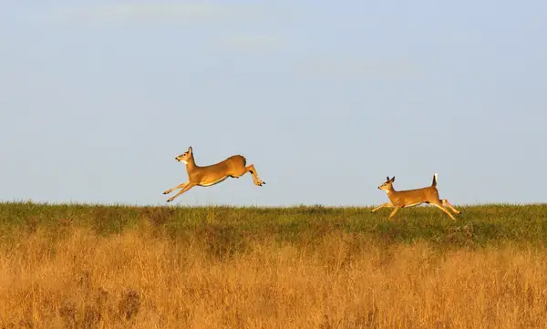 Why Do Female Deer Chase Each Other
