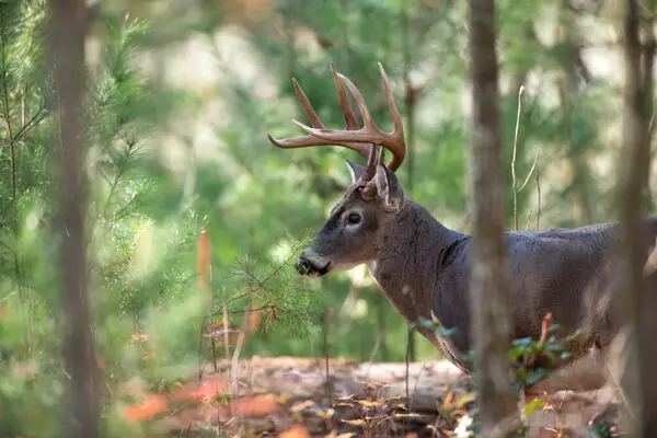 Buck Foraging In a Forest 