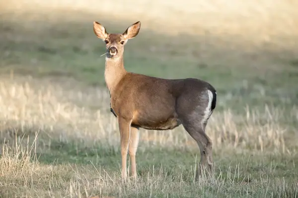 Blacktail Deer Looking Straight At Camera 